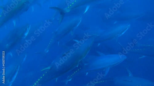 Chasing tuna in atlantic ocean