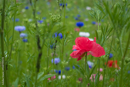 Colourful wild flowers, including cornflowers and poppies, on a roadside verge in Ickenham, West London UK. The Borough of Hillingdon has been planting wild flowers next to roads to support wildlife.
