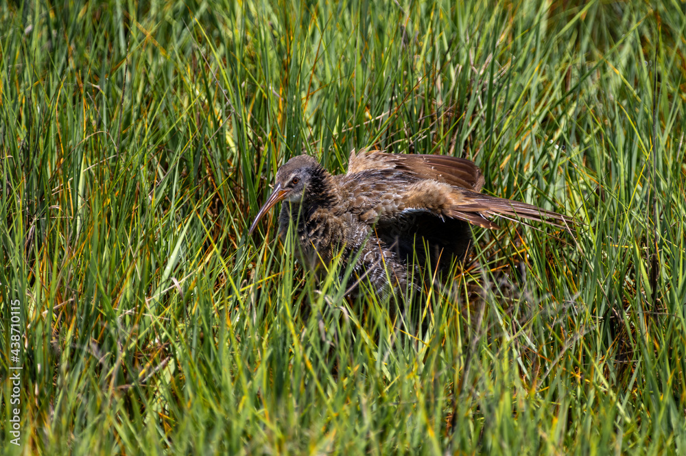Fototapeta premium Clapper Rail in Marsh with Wings Out