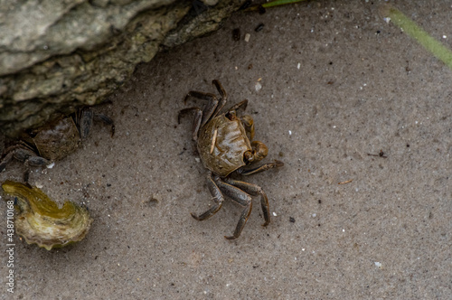 Crab in Sand by Rocks from Above