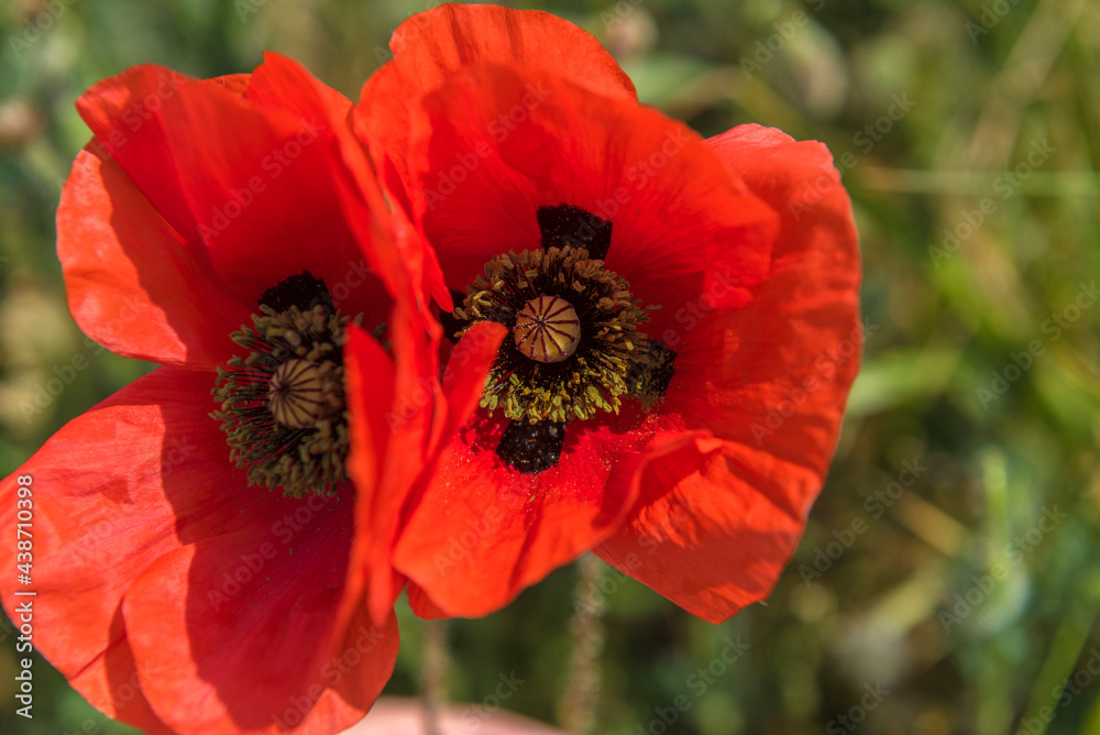 red poppies close-up in a field in summer red poppies close-up in a field in summer