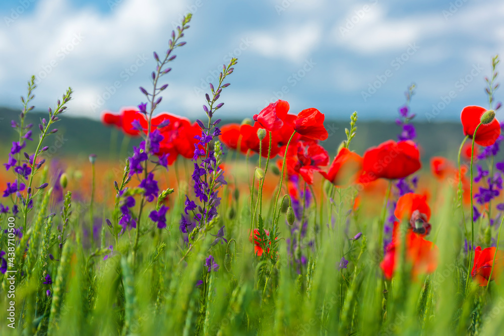 Fototapeta premium field with red poppies and purple flowers