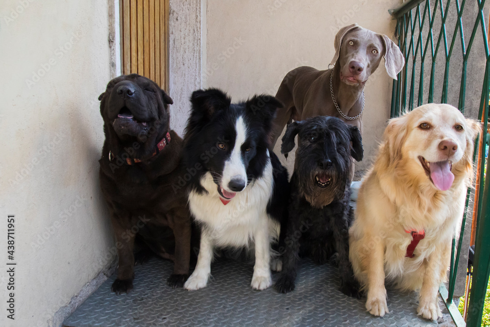 five dogs of different breeds together on the stairs of the house