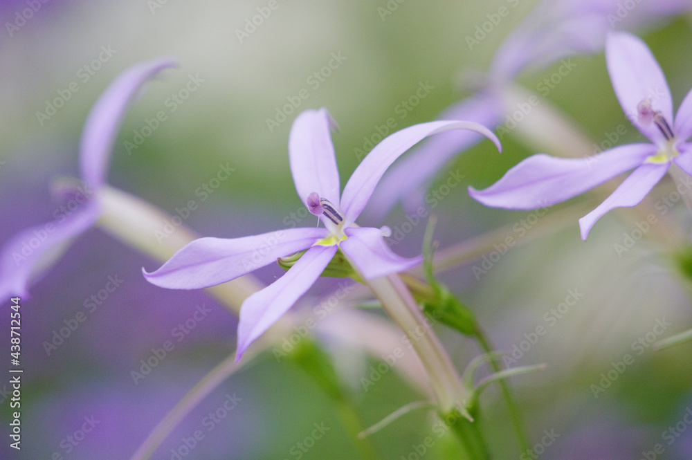 花壇に咲くイソトマ 星形の青紫の花が可愛い ローレンティアともいう 花言葉は 優しい知らせ 猛毒 心を開く 神聖なる思い出 強烈な誘惑 Stock Photo Adobe Stock