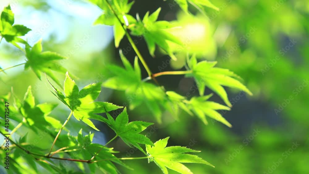 新緑 青もみじ 新緑 青もみじ