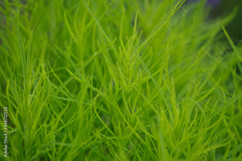 花壇に植えられたコキア。箒草ともいう。ふんわりとした雰囲気だが鮮やかなグリーンが美しい。花言葉は「夫婦円満」「恵まれた生活」「あなたに全てを打ち明ける」