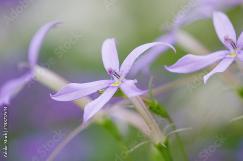 花壇に咲くイソトマ 星形の青紫の花が可愛い ローレンティアともいう 花言葉は 優しい知らせ 猛毒 心を開く 神聖なる思い出 強烈な誘惑 Stock Photo Adobe Stock