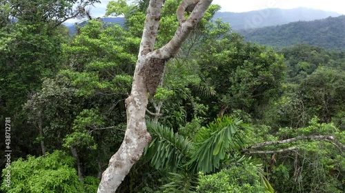 A large ant nest that has been build high up in the tree crown of a tall tree in a tropical forest