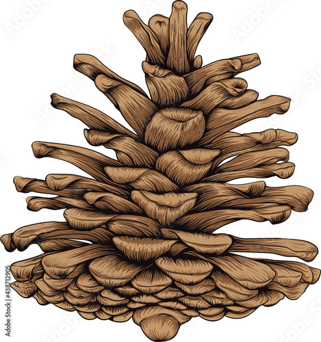 Pine cone hand drawing isolated on white background.