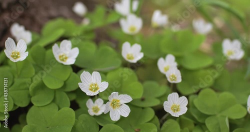 Meadow blooming sorrel (Oxalis acetosella) white flowers sway in the wind in the spring forest. White oxalis grows near the roots of the tree. Wood anemone in spring, close up photo