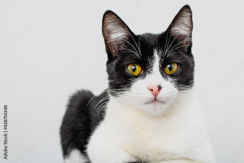 Black and White cat laying isolated on a white background
