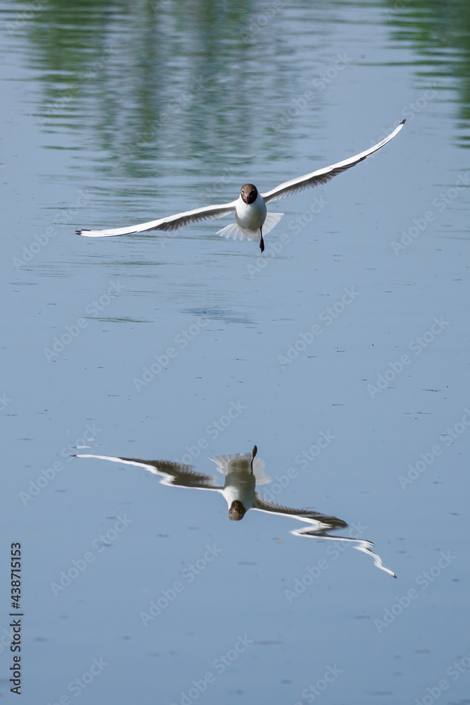 Chroicocephalus ridibundus - a seagull flying low above the water.