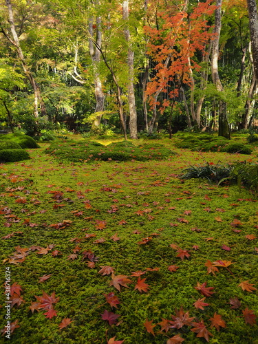 苔むしたお寺の庭と紅葉