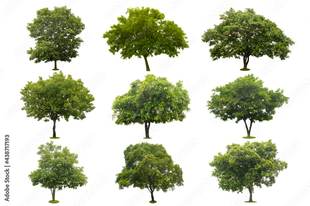 Fototapeta premium nine collection of beautiful green tree isolated on white