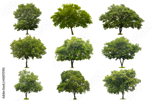 nine collection of beautiful green tree isolated on white