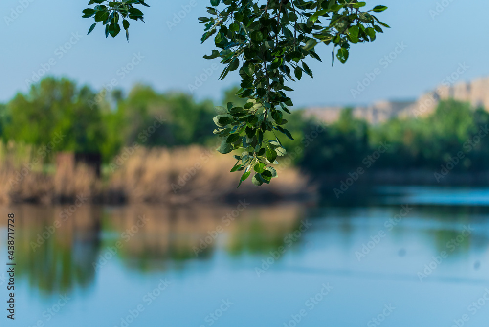 Obraz premium Aves en parque natural de las Lagunas Rivas Madrid