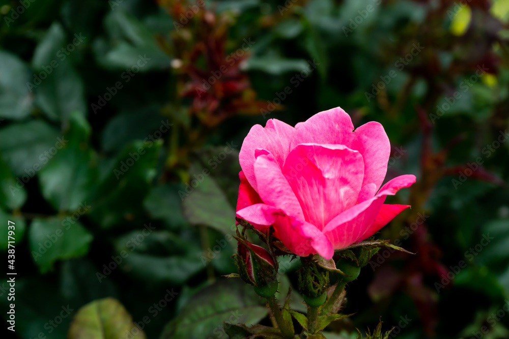ピンクのバラの花 ピンクのバラの花