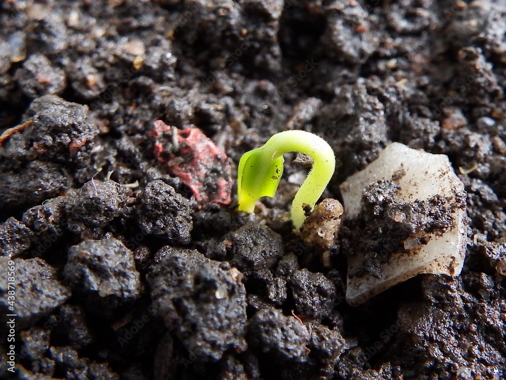 Obraz premium Life growing 