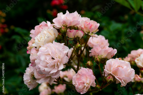 Fototapeta Naklejka Na Ścianę i Meble -  ピンクのバラの花