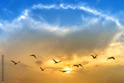 Birds flying against evening sunset in the background