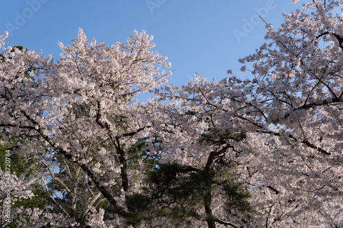 Wallpaper Mural tree blossom Torontodigital.ca