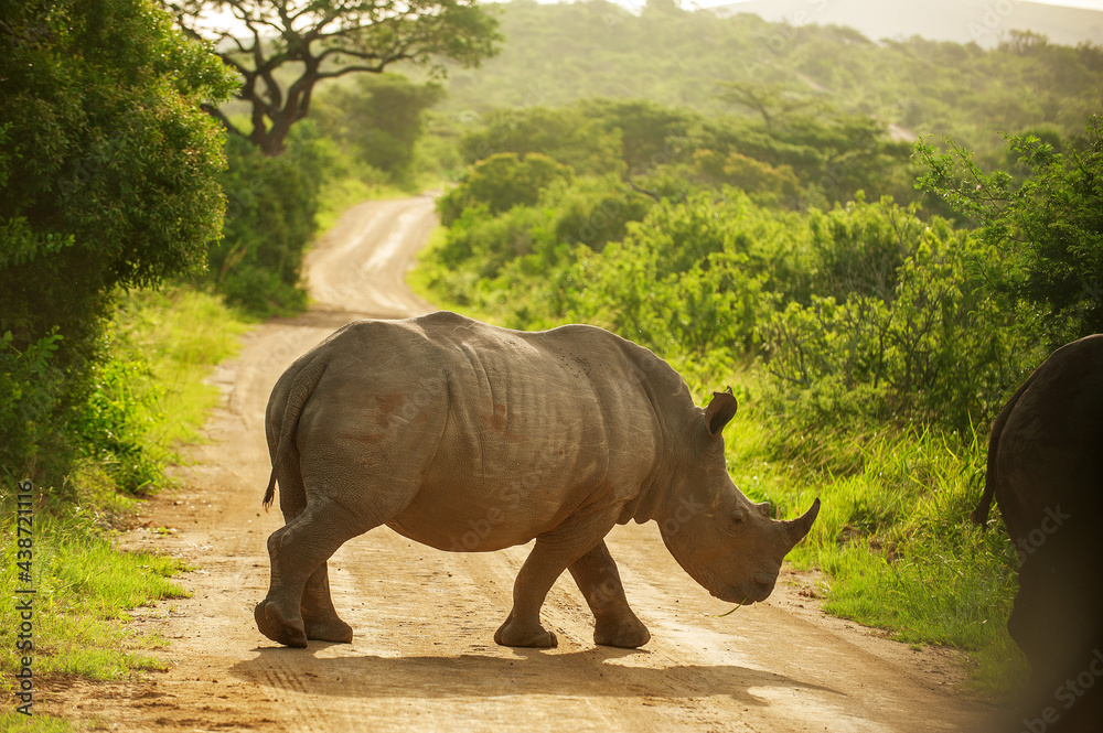 Fototapeta premium Rhinoceros, or Rhino, crosses a road in the Hluhluwe Imfolozi Game Reserve on the North coast of KwaZulu-Natal, South Africa, at sunset.