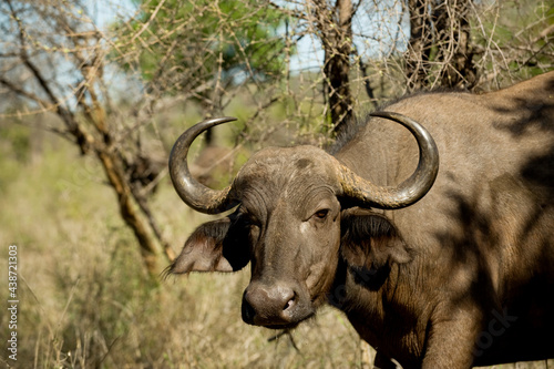 Cape Buffalo.  Punda Maria  Kruger National Park.  South Africa.