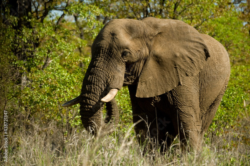 African Elephant.  Kruger National Park.  South Africa.