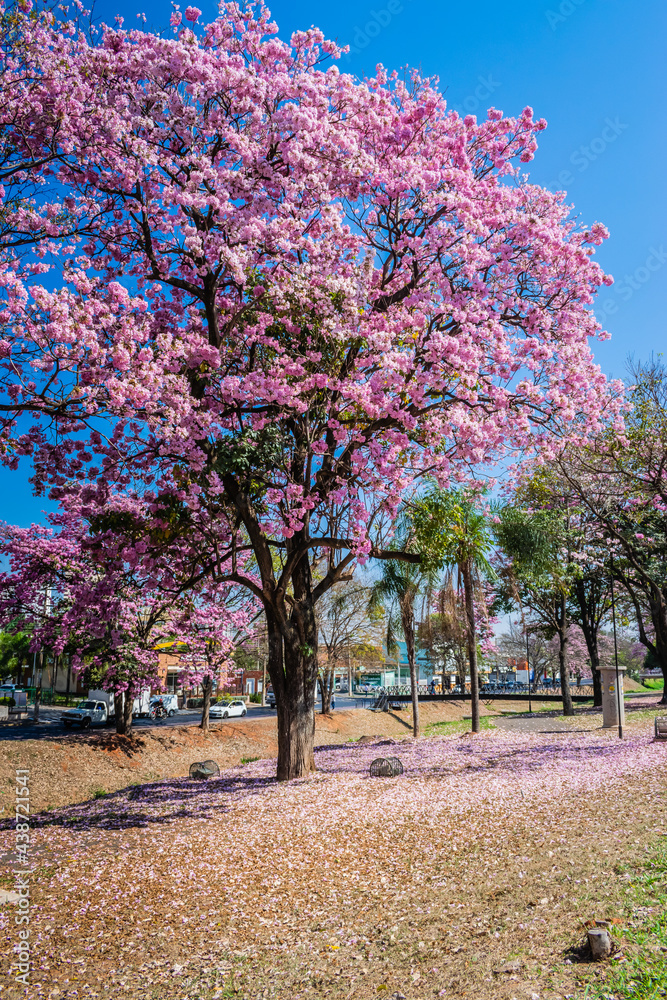 tree in bloom tree in bloom
