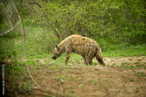 Spotted Hyena, Kruger National Park. South Africa.