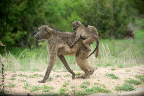 Baboon mother and baby, Kruger National Park.  South Africa. © David
