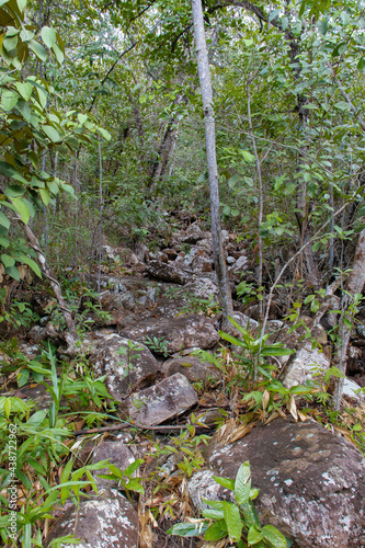 forest