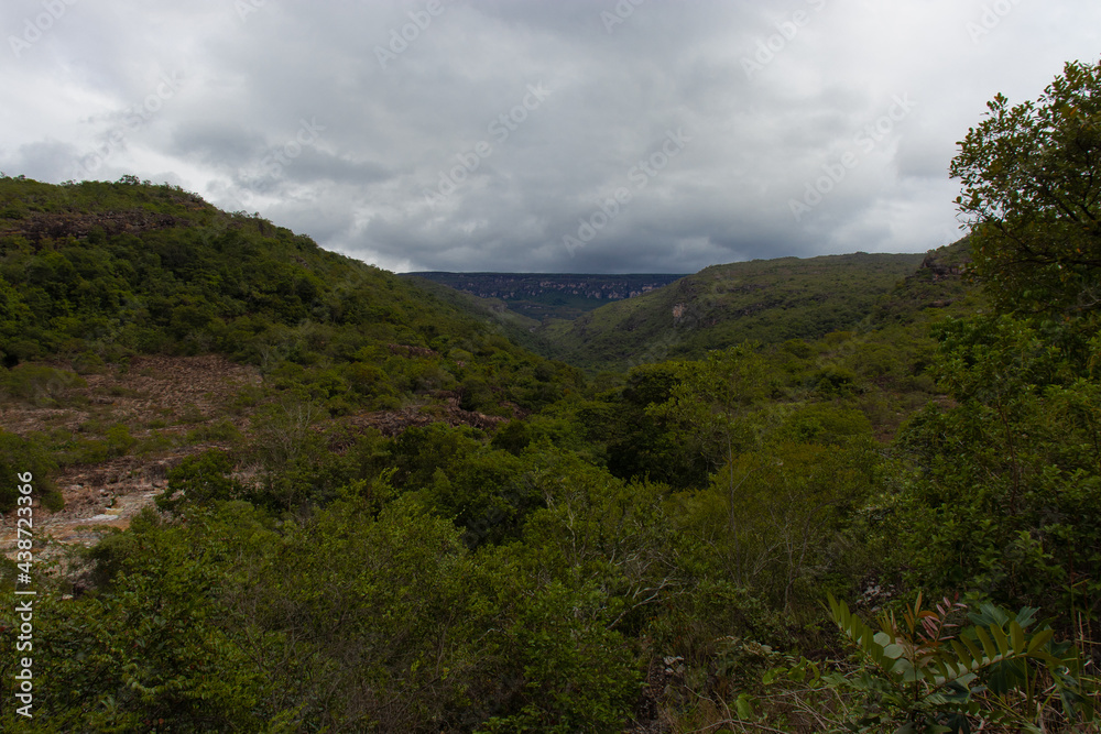 forest forest