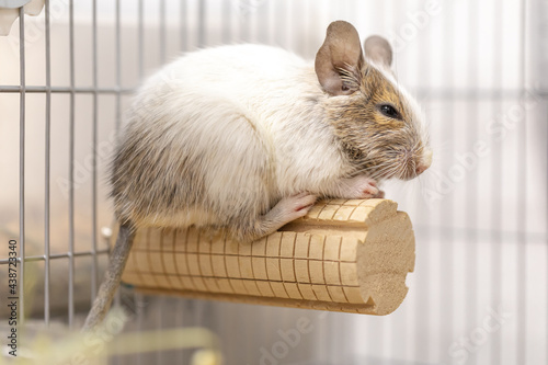 Degu（Exotic animal）