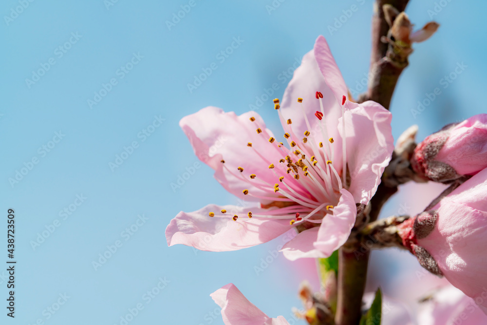 Obraz premium 果樹園の桃の花