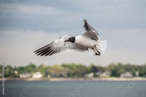 seagull in flight at City Island 