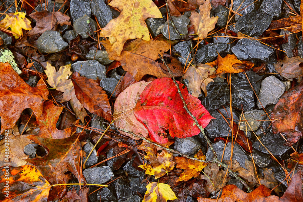 Colorful Autumn leaves in the park after a rain. Colorful Autumn leaves in the park after a rain.