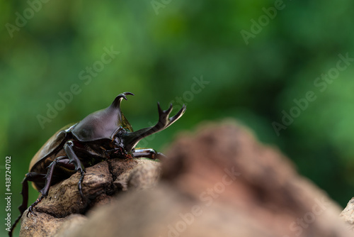 Pictures of male beetles clinging to trees in the forest. © ruiruito