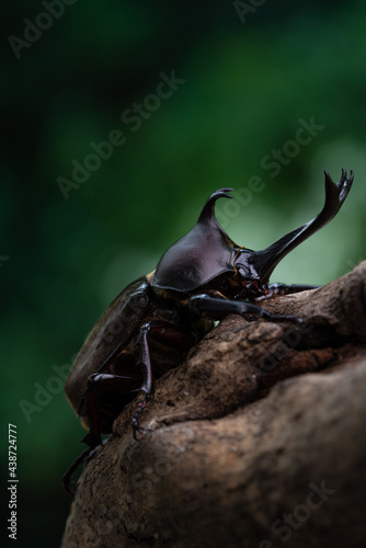 Pictures of male beetles clinging to trees in the forest. © ruiruito