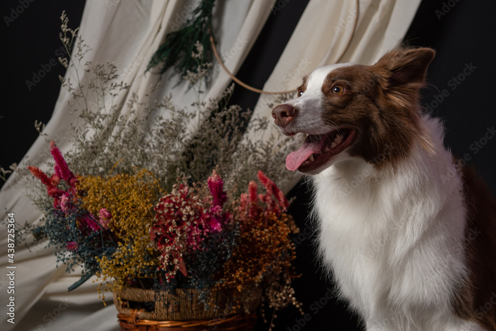 Obraz premium Fotografia de pets em estudio fotografico