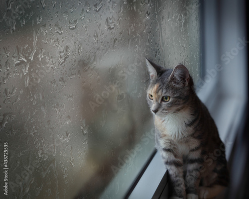 A young kitten looking out through a rainy window