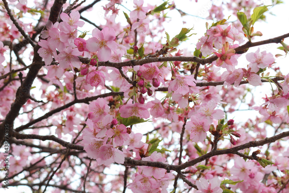 pink cherry blossom