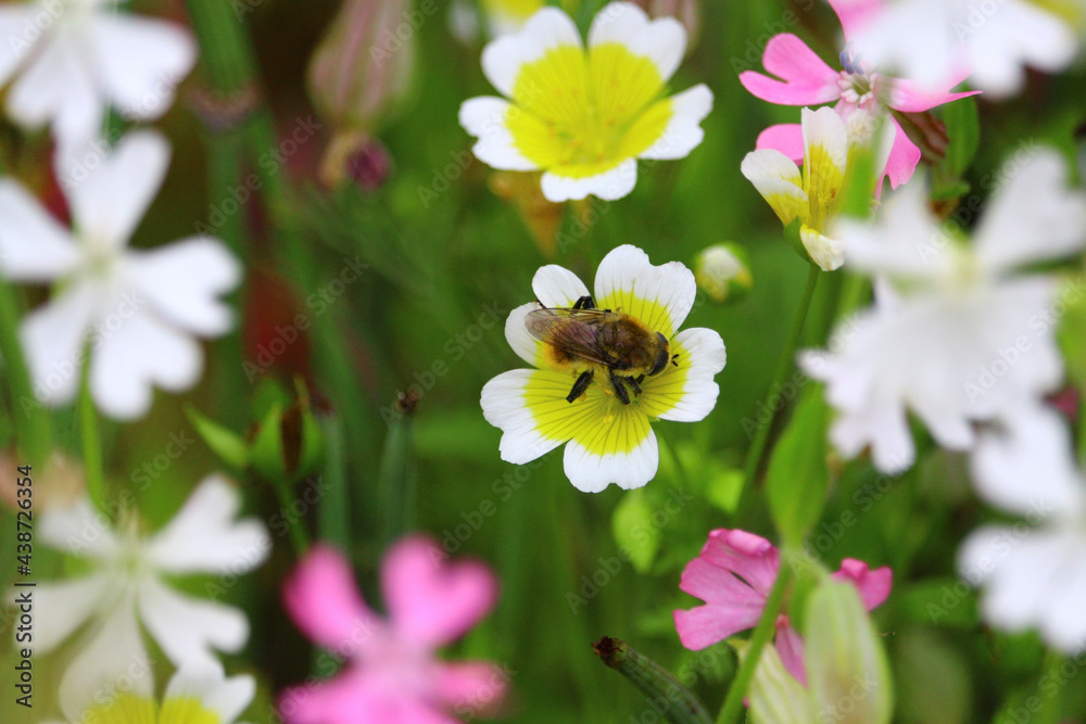 Fototapeta premium bee on a flower