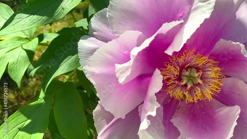 Large pink peony close-up, huge petals are developing in the wind, slow motion. Natural beautiful background, splash