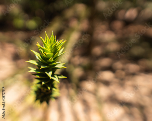 Out-of-focus branch of Chilean araucaria in rio clarillo national park on a sunny day. photo