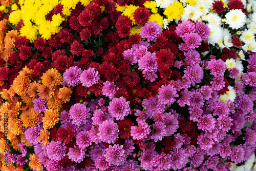 Colorful Chrysanthemum for Oxeye daisy flowers blooming at the garden.flower background