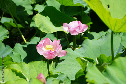 pink lotus flower