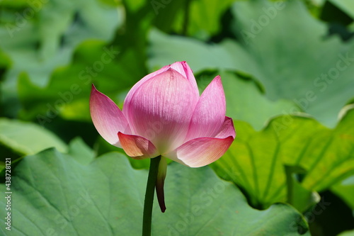 pink lotus flower