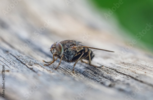 Close up Blow fly, carrion fly, bluebottles or cluster fly photo