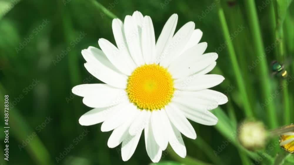 A fly sitting and walking on daisies (marguerite) in bright sunshine. A fly sitting and walking on daisies (marguerite) in bright sunshine.